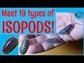 Isopods!