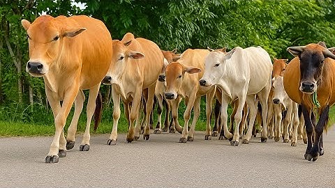 ribuan sapi lembu jinak berlari dan berjalan melewati desa perternakan, suara sapi moo beramai-ramai