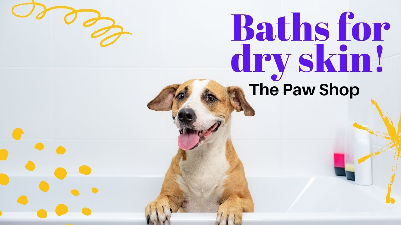 How to bathe your dog with dry skin! YouTube