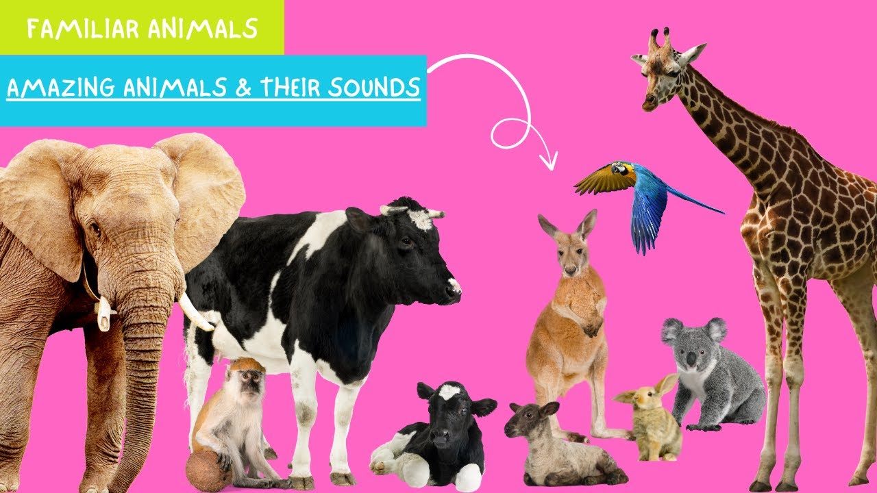 Animal Sounds: Amazing Animal Sounds Including Monkeys, Cows, Dolphins ...