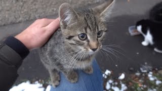 Kittens with cats they love snowy weather