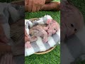 #monkey #adoreble #babymonkey #adorably #cute #animals #monkeys #baby #funny #cuteanimals