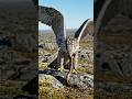 **Falcon vs Snake: The Most Daring Aerial Hunt |wildlife documentary 4k