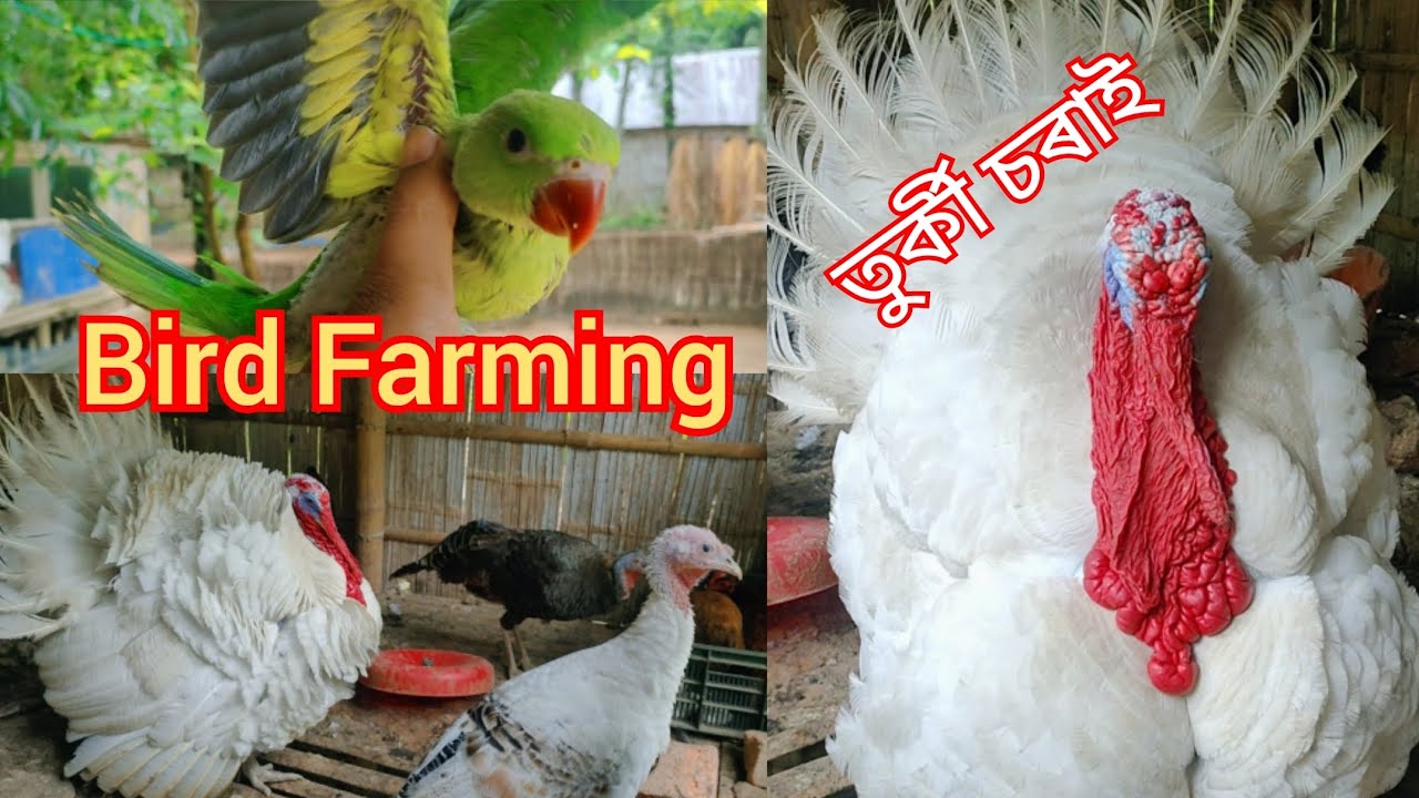 Turkey chicken farm in Assam // Free range farming // Turkey Bird