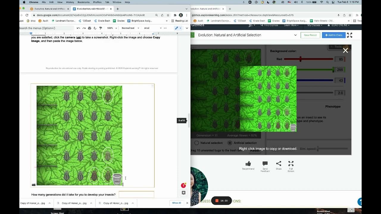Evolution: Natural and Artificial Selection Gizmo - Instructional Video