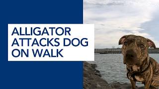 A New Orleans woman describes alligator attack, killing her dog on a walk