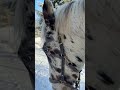 Кони ждут своей очереди на урок и наблюдают за успехами конкурентов #horsetraining #horse #horseshow