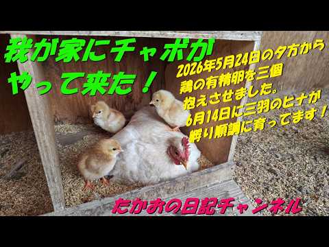 コパークラフト  鶏と子供 June 14, 2026: Chicks hatched by our Chabo 🐤 - YouTube