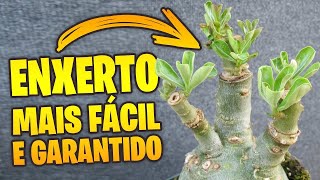 Aprenda a técnica fácil de enxerto de Rosa do Deserto