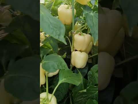 زراعة الفلفل زراعة فلفل فلاح Gardening Shorts Organicfarming 