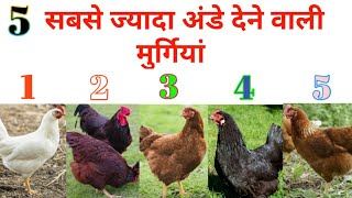 5 सबसे ज्यादा अंडे देने वाली मुर्गी ।। Top 5 Most Egg Laying Chicken's ।। Best Farmer 20  7878800923 screenshot 2