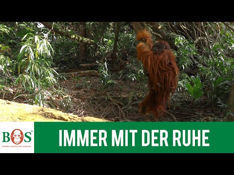 Immer mit der Ruhe | BOS | orangutan.de