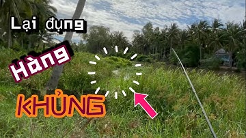 Câu lure cá lóc sông lại đụng hàng khủng, snakehead fishing lure