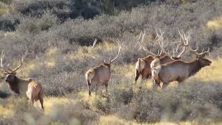 New Zealand Safaris Trophy Elk hunting