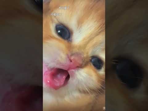 こんなん居たら家に帰るの楽しみになるな😌