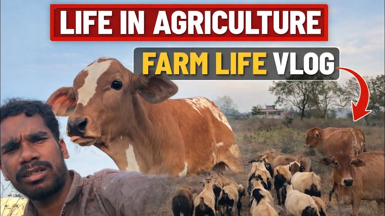 Village life my daily work in agriculture #cow #vlog #agriculture #