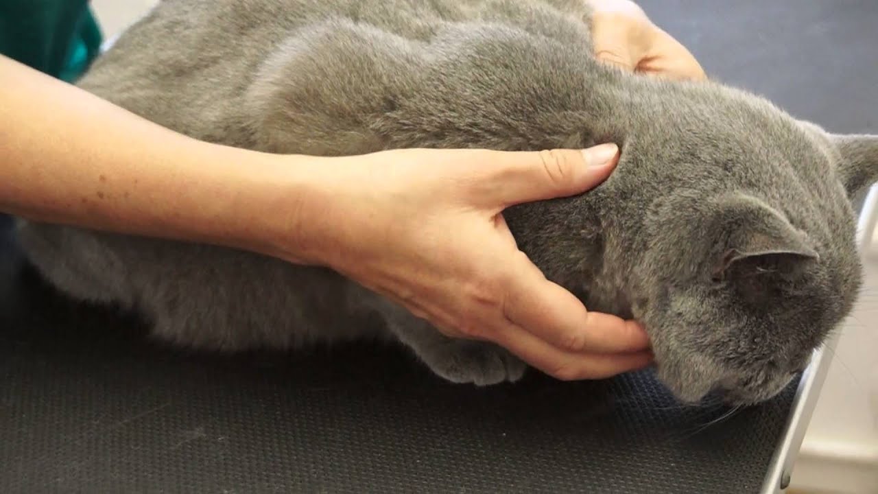 Cat Grooming School student learning cat massage technique YouTube