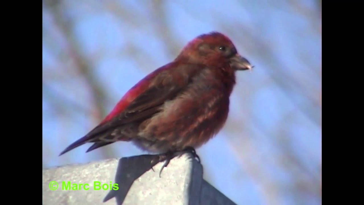 Bec-croisé des sapins/Red Crossbill 