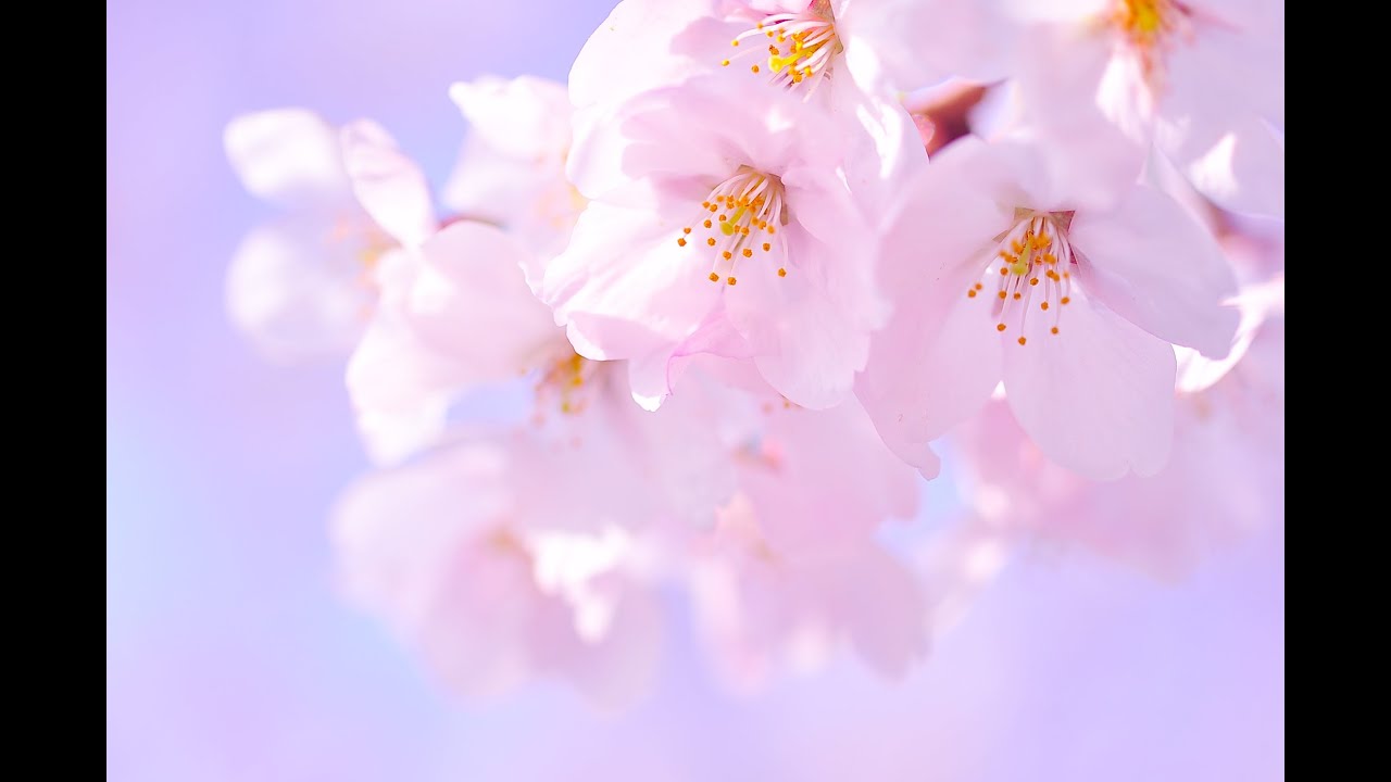 桜華幻想 Sakura Fantasy 桜 さくら サクラ 癒しの風景 ヒーリング Youtube