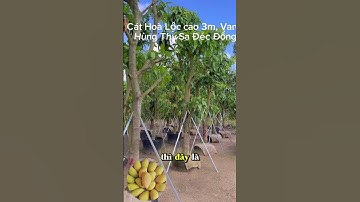 Giới thiệu cây Xoài Cát Hoà Lộc cao 3m, vanh gốc 45-50cm #xoaicathoaloc #xoài  #caybongmat