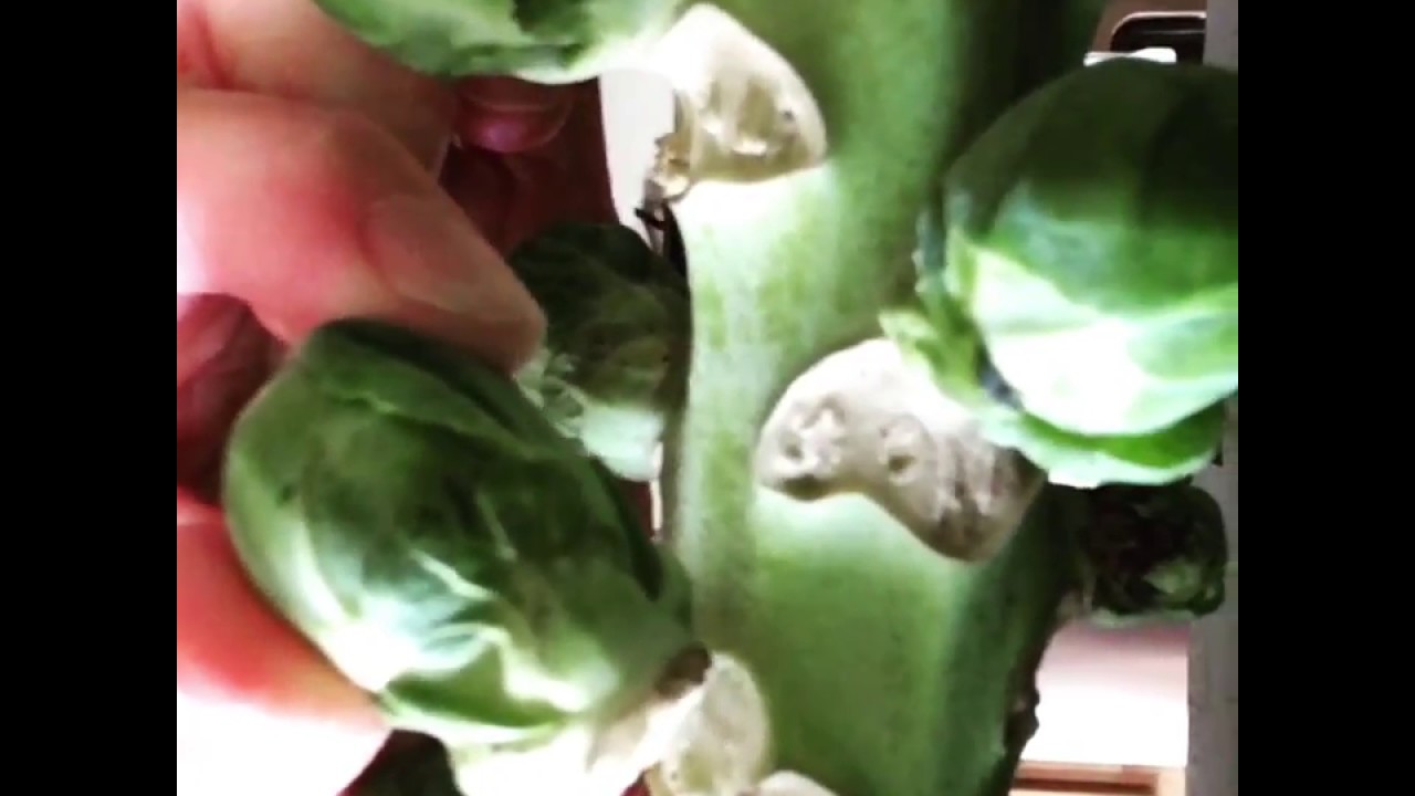 How do Brussels Sprouts Grow? - YouTube