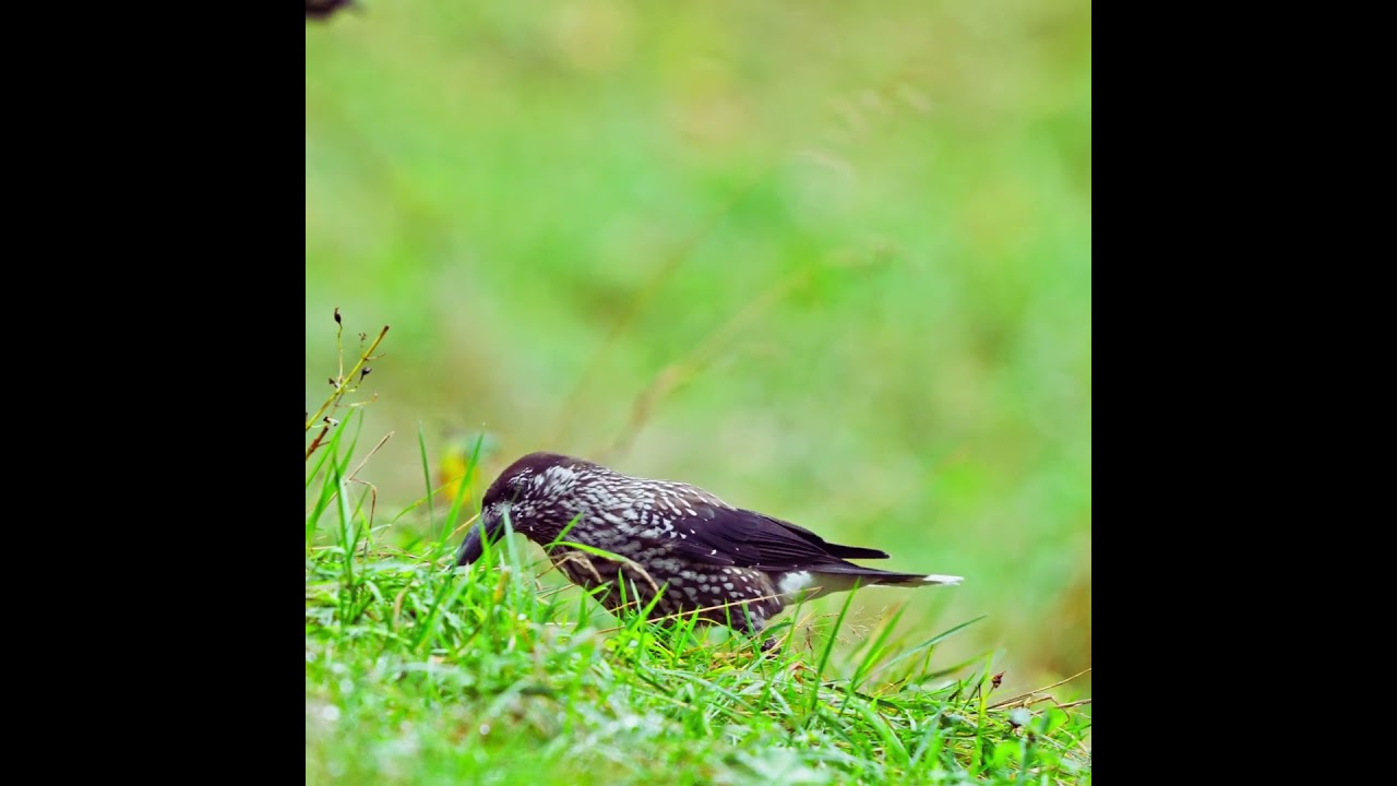 The Eurasian Nutcracker (Nucifraga caryocatactes) 