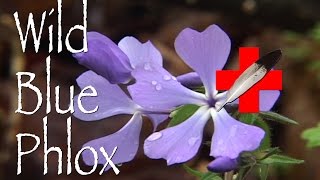 Wild Blue Phlox: Medicinal