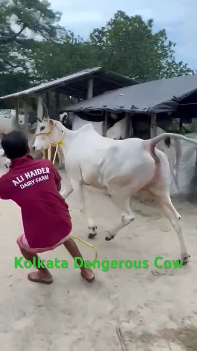 Opening Most😡Dangerous and Biggest Cow in India of Ali Haider Farm for💕 2024#viral #trending