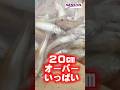 【キス釣り】PONさん炸裂!20cm超え連発!