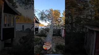 Huge pine tree between houses.🌲🪓