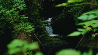 Let the natural rhythm of the waterfall  soft animal sounds bring you closer to the forest screenshot 5