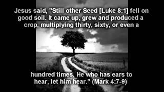 The Plant In Rocky Soil (Parable Of The Sower)