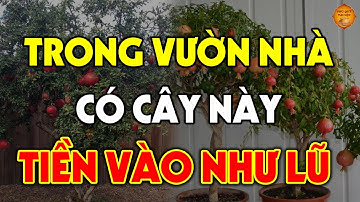 Lén Trồng Loại Cây Này Trong Vườn Nhà Chẳng Mấy Sẽ Đổi Đời Giàu Sang Bủa Vây, Tiền Vàng Ùn Ùn Kéo Về