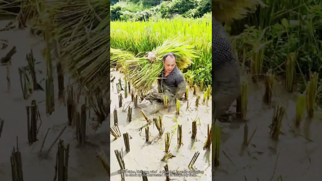 The difficult process of rice transportation