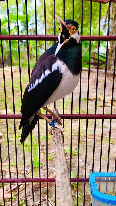 Download lagu Jalak suren nembak isian kasar #birds #jalaksuren