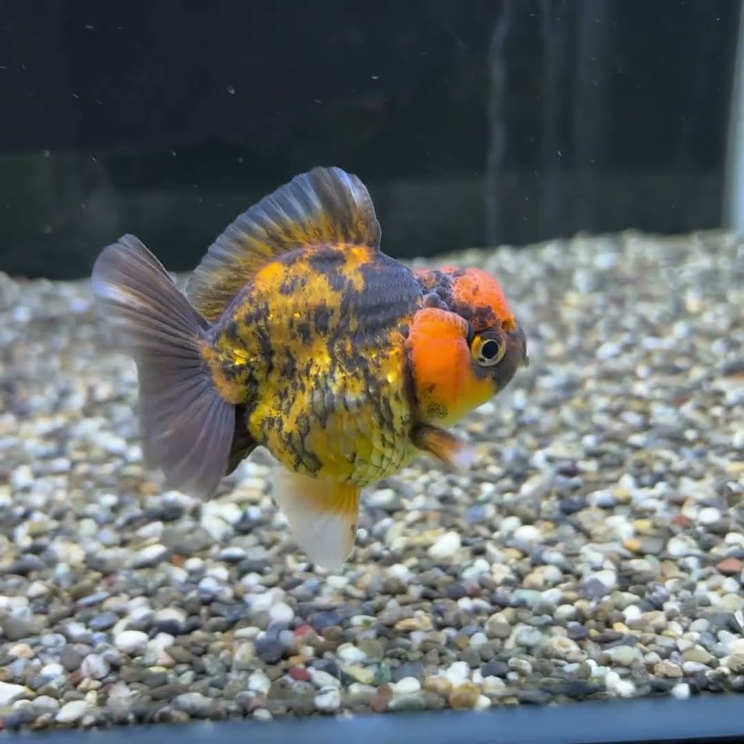 【金魚】 ?media_id=3588426232868302129