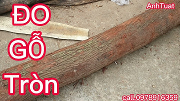 ĐO gỗ  tròn như thế nào? cách ĐO gỗ tính khối lượng khối tròn /bán gỗ bạch đàn  call.0978916359