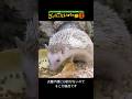 【ハリネズミ】針で身を守るハリネズミ【サンシャイン水族館】#shorts #水族館
