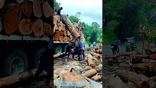 Hoisting the Harvest: The Coordinated Lift of Timber Loading