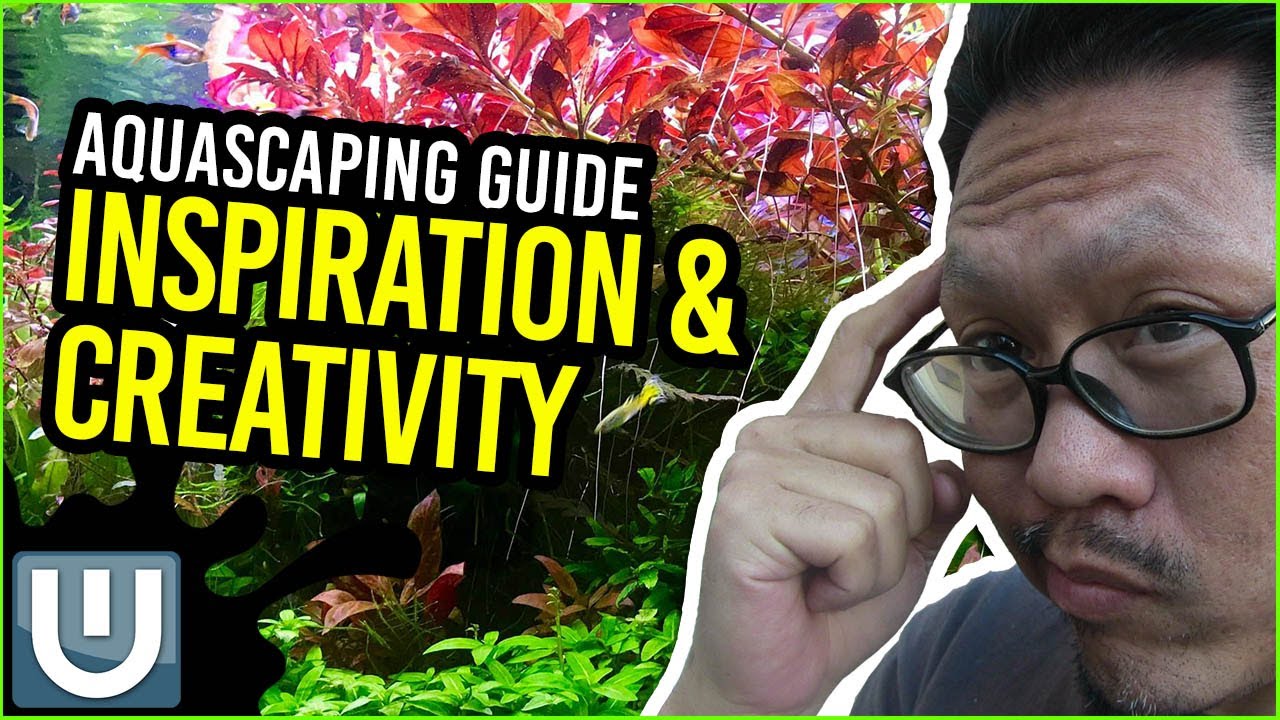 Aquascaping for Beginners  Concepts  YouTube