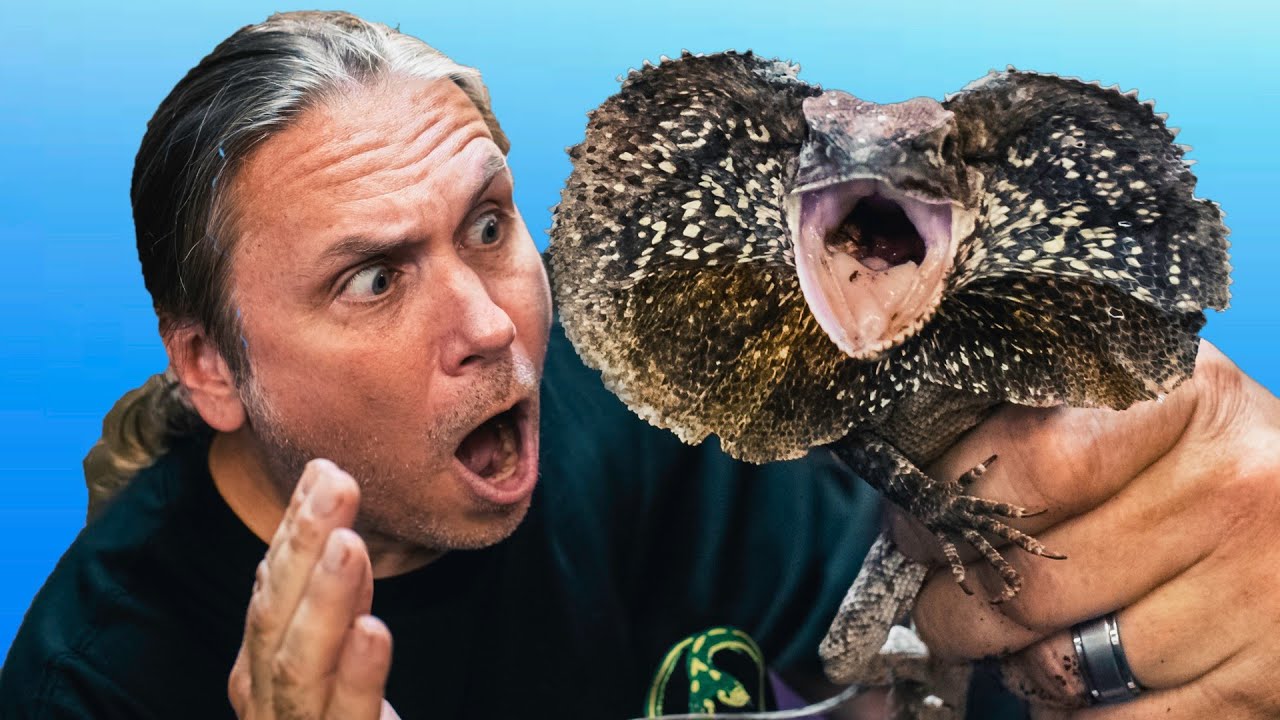 vlogs in spanish MY FRILLED DRAGON LAID EGGS!! DAD LIZARD TRIED TO EAT THEM!! | BRIAN BARCZYK