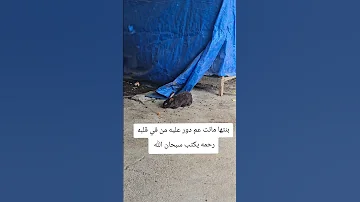 بنتها ماتت عم دور عليه من في قلبه رحمه يكتب سبحان الله 