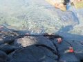 Sally Lightfoot Crabs in Galapagos