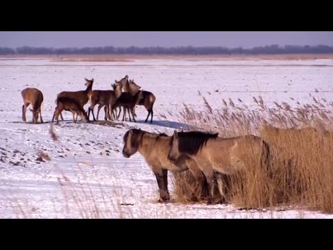 Video: Een dierenarts deelt 9 favoriete producten voor het oplossen van problemen met huisdieren