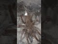 8 Legs of Beauty: Asian Fawn Tarantula 😁 Belleza de 8 patas: Tarántula Asian Fawn