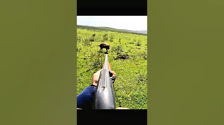 охота на кабана 🐗 на близком расстоянии, лучший выстрел #cinghiale #oxota #wildboar #дикий #chasse