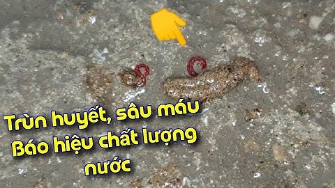 Trùn huyết, bloodworm là gì ? Thức ăn siêu đạm, tăng màu dành cho cá koi và cá bảy màu tự nhiên
