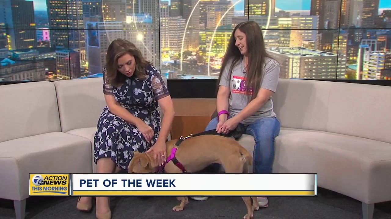 puppy paradise Pet of the Week - Serafina