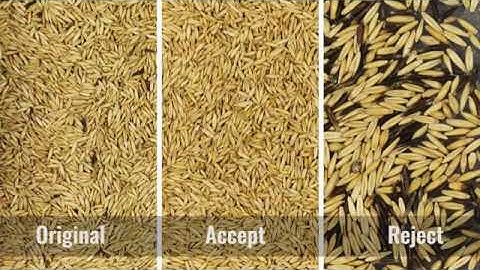 colour sorting of oat on SmartSort optical sorter
