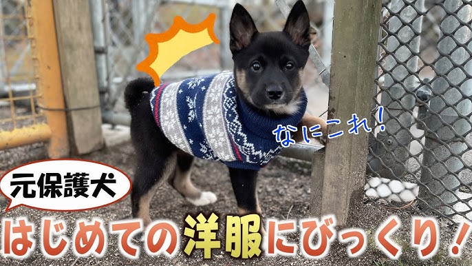ひとりぼっちでビビリの元保護犬が 先住犬と仲良くなるまでの記録 Youtube